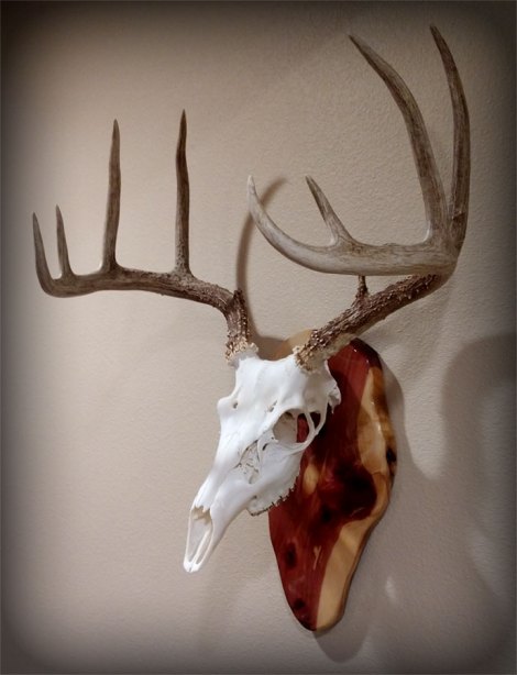 European Deer Plaque